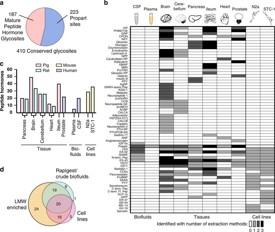 Fig.3 Overview of Glycosylated Peptide Hormone Identification via LC–MS/MS.