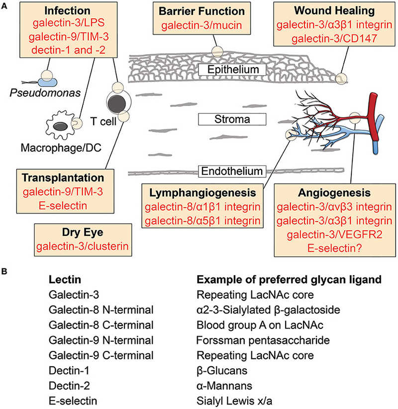 Fig.1 Lectin-Carbohydrate Interactions Reported in the Cornea.