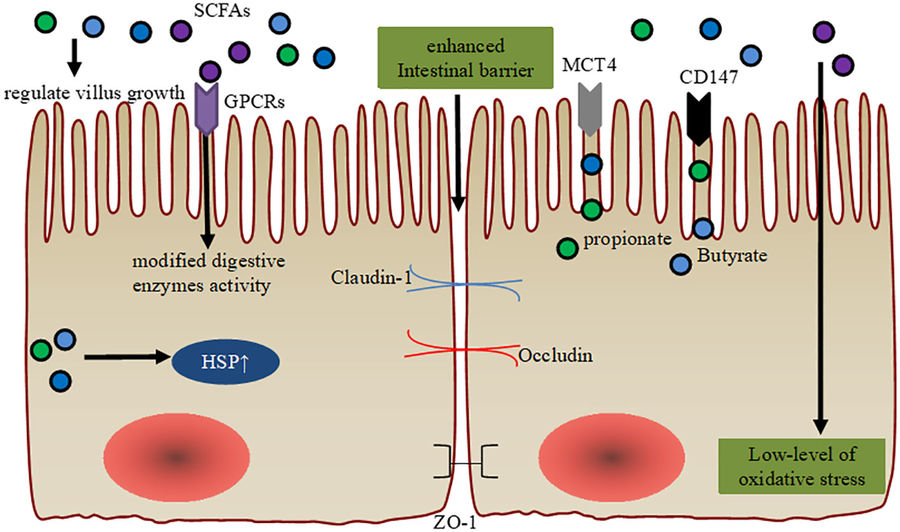 Fig.2 Strengthening the Intestinal Barrier with Short-Chain Fatty Acids (SCFAs).