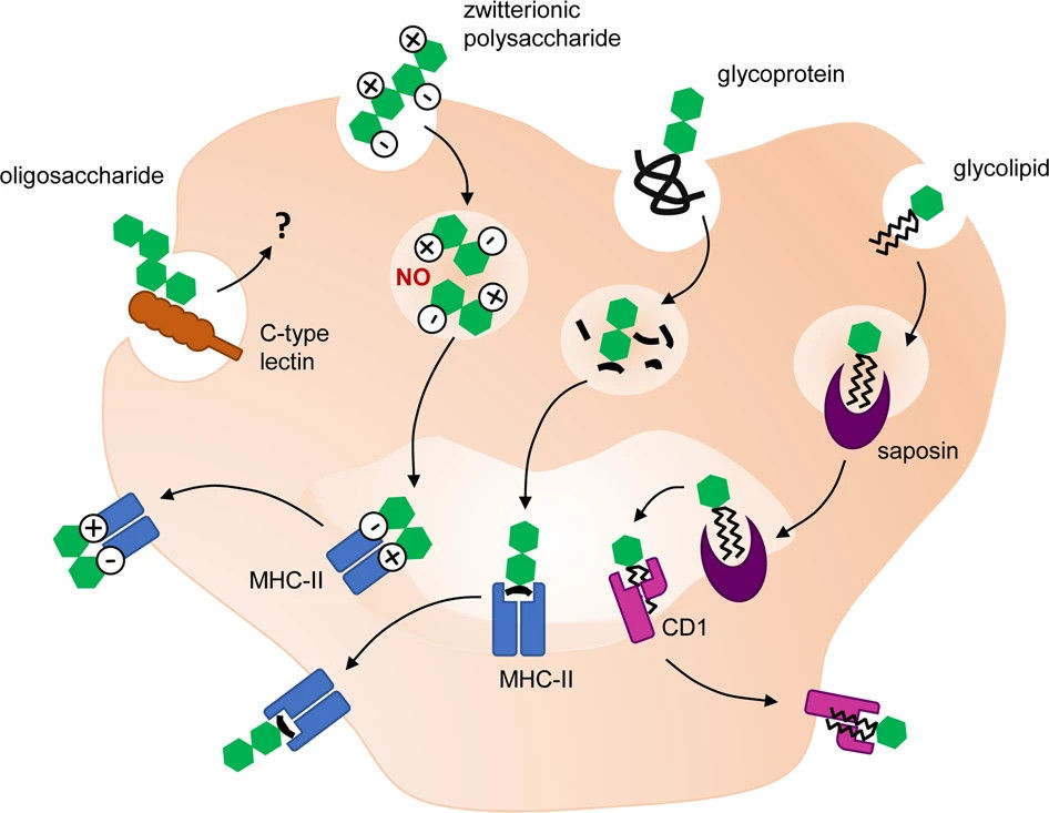 Fig.1 Carbohydrate-Based Antigen Presentation.