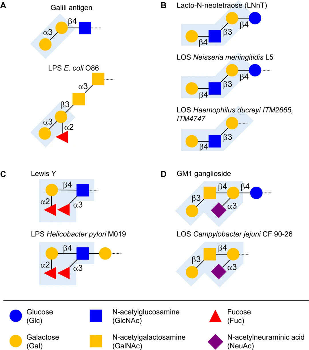 Fig.2 Molecular Mimicry of Glycans: Bridging Animal and Bacterial Immune Interactions.
