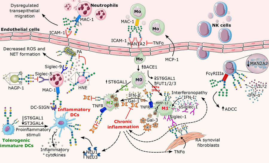 Fig.1 Modified N-Glycosylation Pathways in Chronic Inflammation.