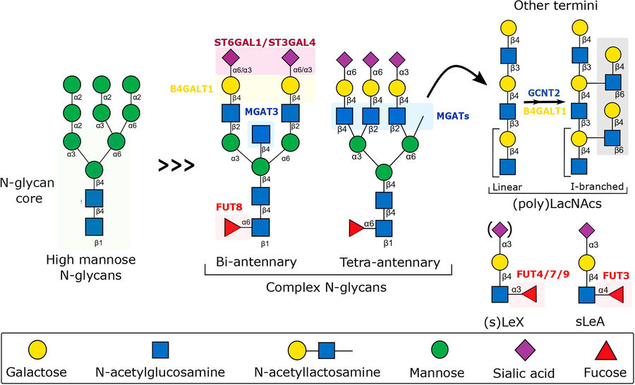Fig.2 Schematic representation of the biosynthesis of N-glycans involved in the fine-tuning of the immune response to inflammation.