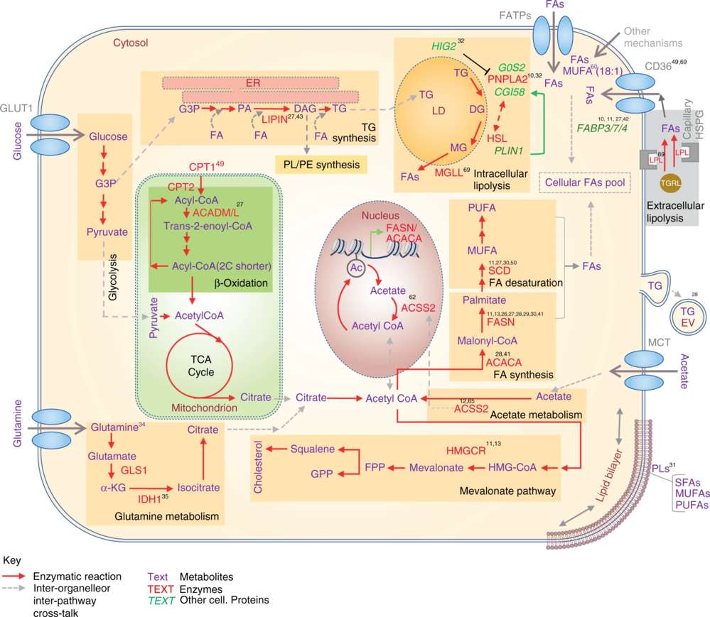 Fig.1 Key pathways related to lipid metabolism.