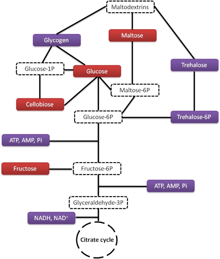 Fig.1 The Schematic structure of carbohydrate metabolism.