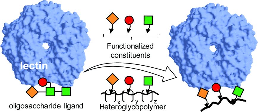 Fig.1 Heteroglycopolymer-Driven Lectin Interaction: Functionalized Glycan Recognition.