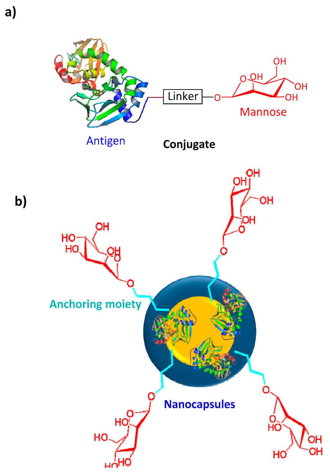 Fig.1 Mannose-modified peptide/protein vaccine formulations.