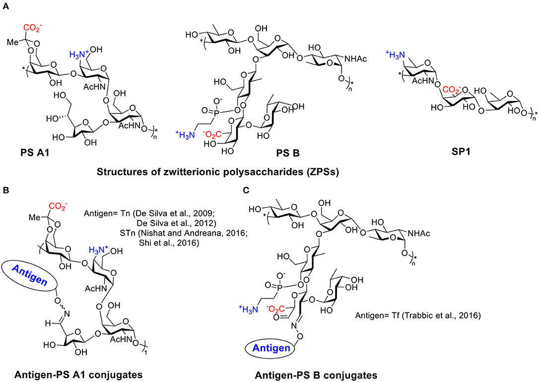 Fig.2 Structure Properties of Zwitterionic Polysaccharides (ZPSs) and Conjugates of Antigens with PS A1 and PS B.