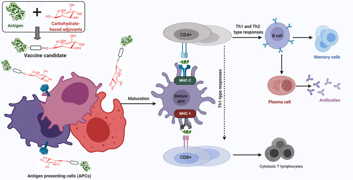 Fig.3 Carbohydrate-Based Adjuvants in Vaccine Development and Immune Response.