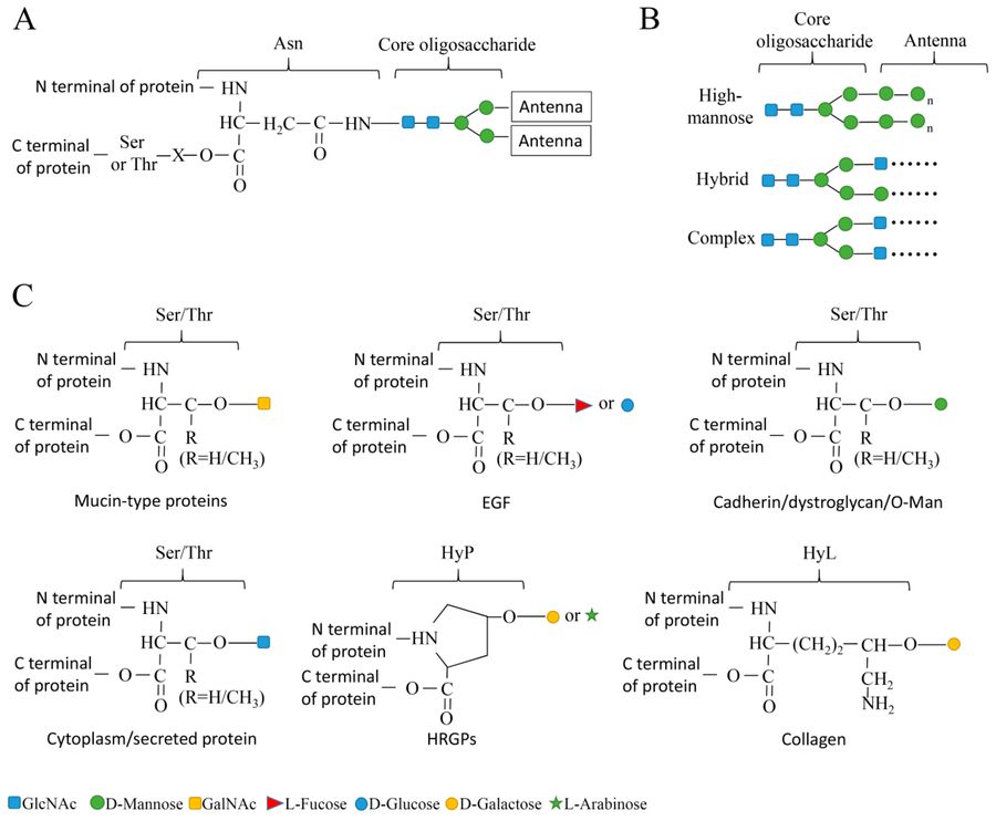 Fig.1 Types of N-Linked and O-Linked Oligosaccharides.