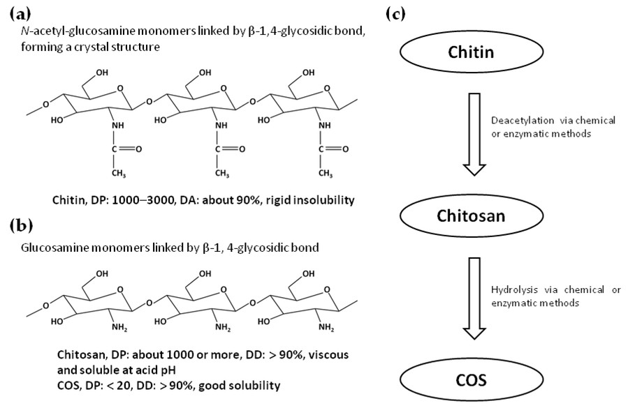 Fig.1 Schematic diagrams of the structures of chitin, chitosan, and COS and the process for producing chitosan and COS from chitin.