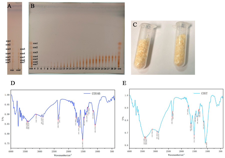 Fig.2 Analysis of Chitosan Oligosaccharides of Different Molecular Weights via TLC and FT-IR.