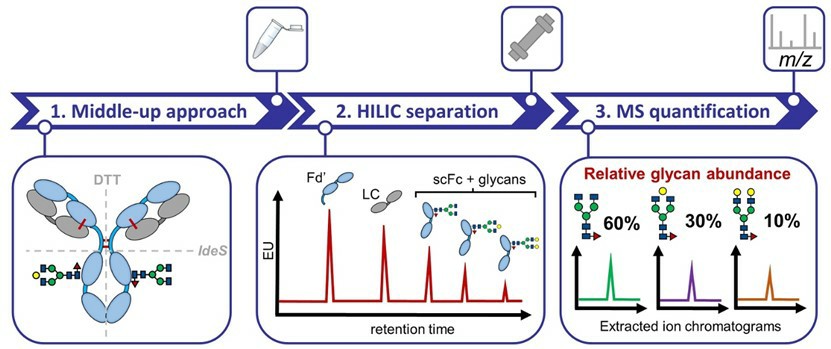 Fig.1 N-Glycan analysis process of therapeutic monoclonal antibodies.
