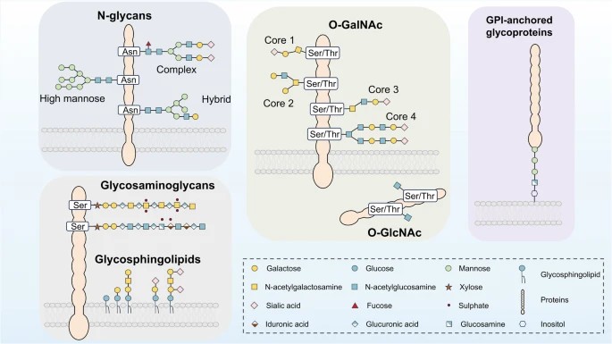 Fig.1 Different types of glycosylation found on proteins. (OA Literature)