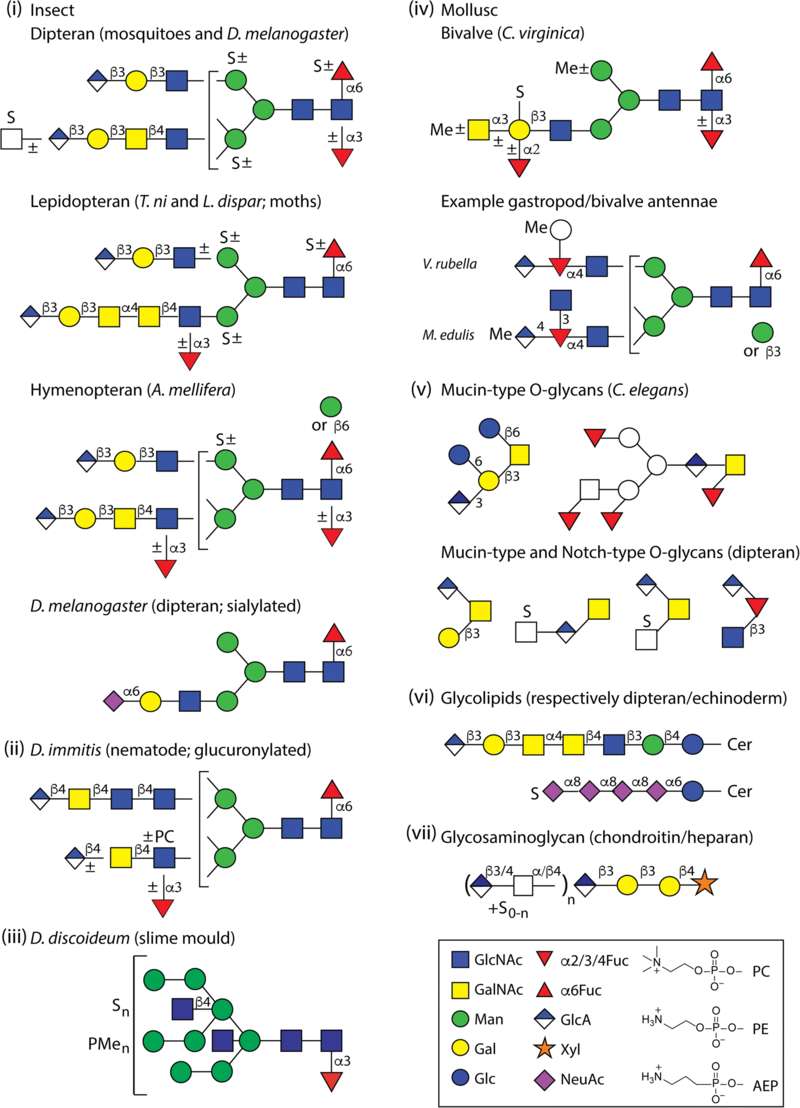 Fig.1 Detailed Examples of Glucuronylated, Sialylated, and Sulfated Glycan Structures.