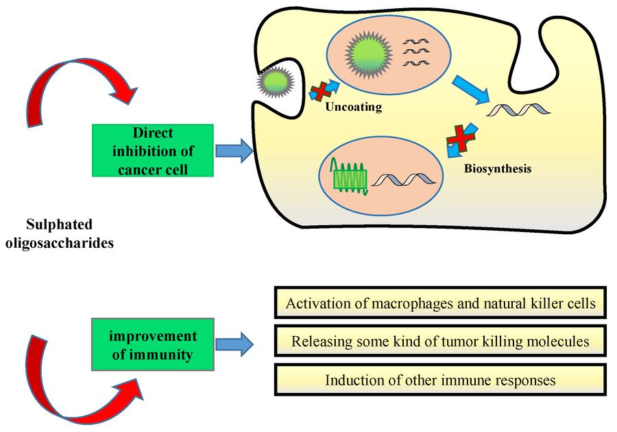 Fig.1 FOSs anticancer mechanism: direct and indirect ways.