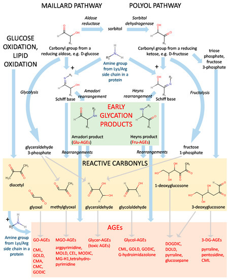 Fig.1 Mechanistic pathway of AGE formation via glycation. (OA Literature)