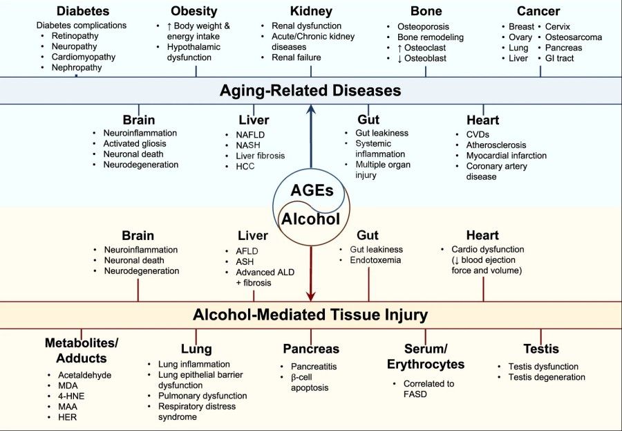 Fig.2 A schematic: how AGE accumulation contributes to age-related diseases and alcohol-induced damage in major organs such as the heart, liver, and brain. (OA Literature)
