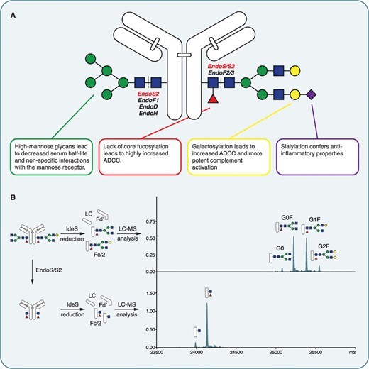 Fig.1 IgG Fc glycosylation. (OA Literature)