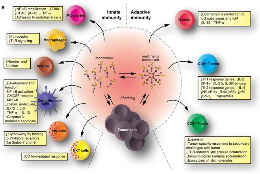 Fig.1 Glycolipid-mediated immune modulation mechanisms. (OA Literature)