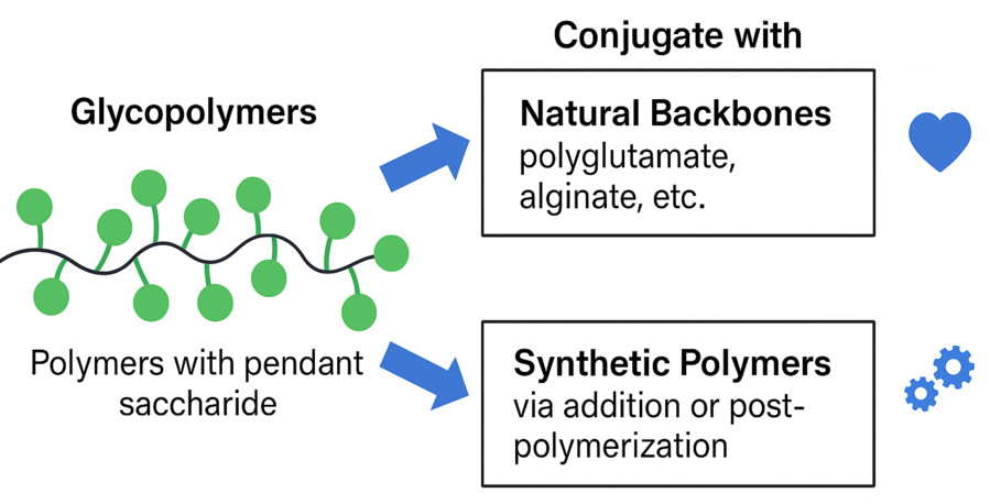 Fig.1 Glycopolymers connect with natural or synthetic backbones, leading to improved biocompatibility and enabling polymer engineering strategies like grafting and hybrid construction. (Creative Biolabs Original)