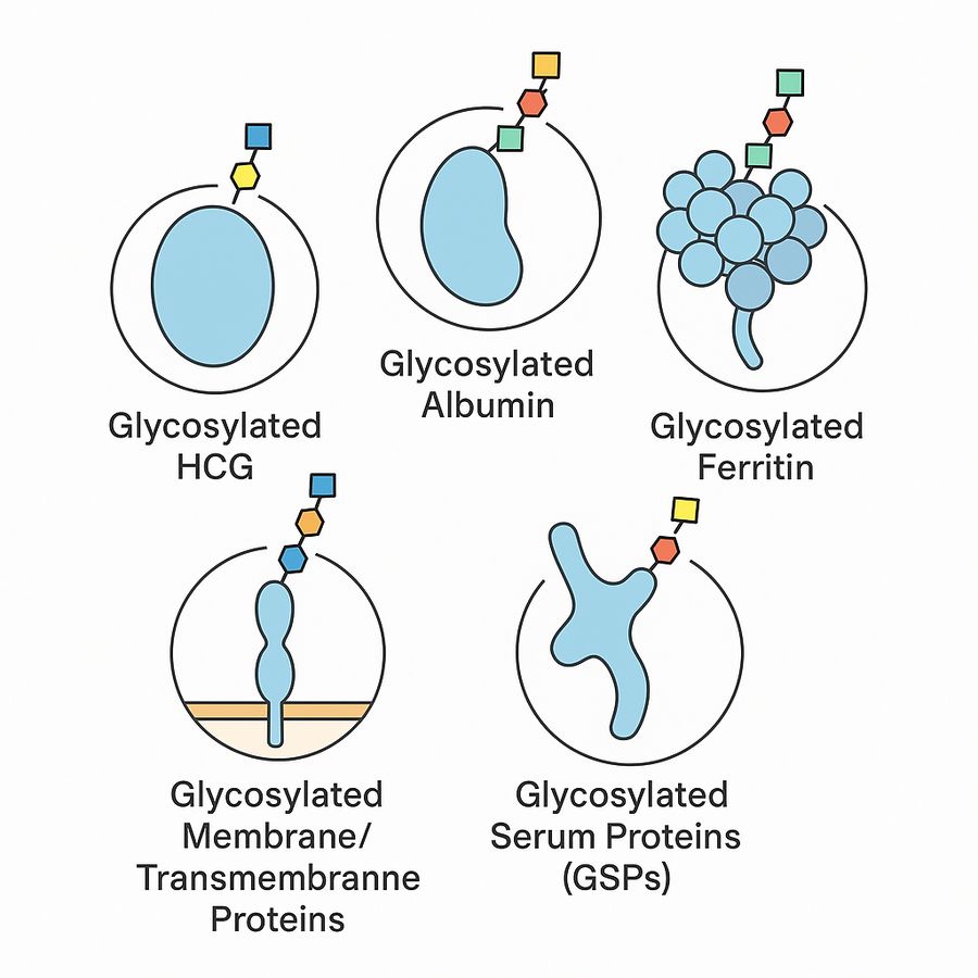 Fig.1 Glycosylated Protein Types Diagram. (Creative Biolabs Original)