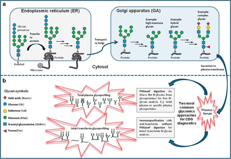 Fig.1 Diagram illustrating protein N-glycosylation steps, structural diversity of N-glycans, and their mass spectrometry profiling in congenital disorders of glycosylation (CDG). (OA Literature)