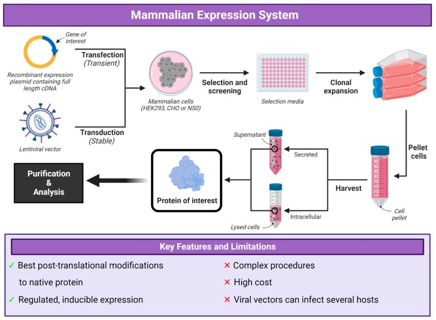 Fig.1 Expression system based on mammalian cells. (OA Literature)