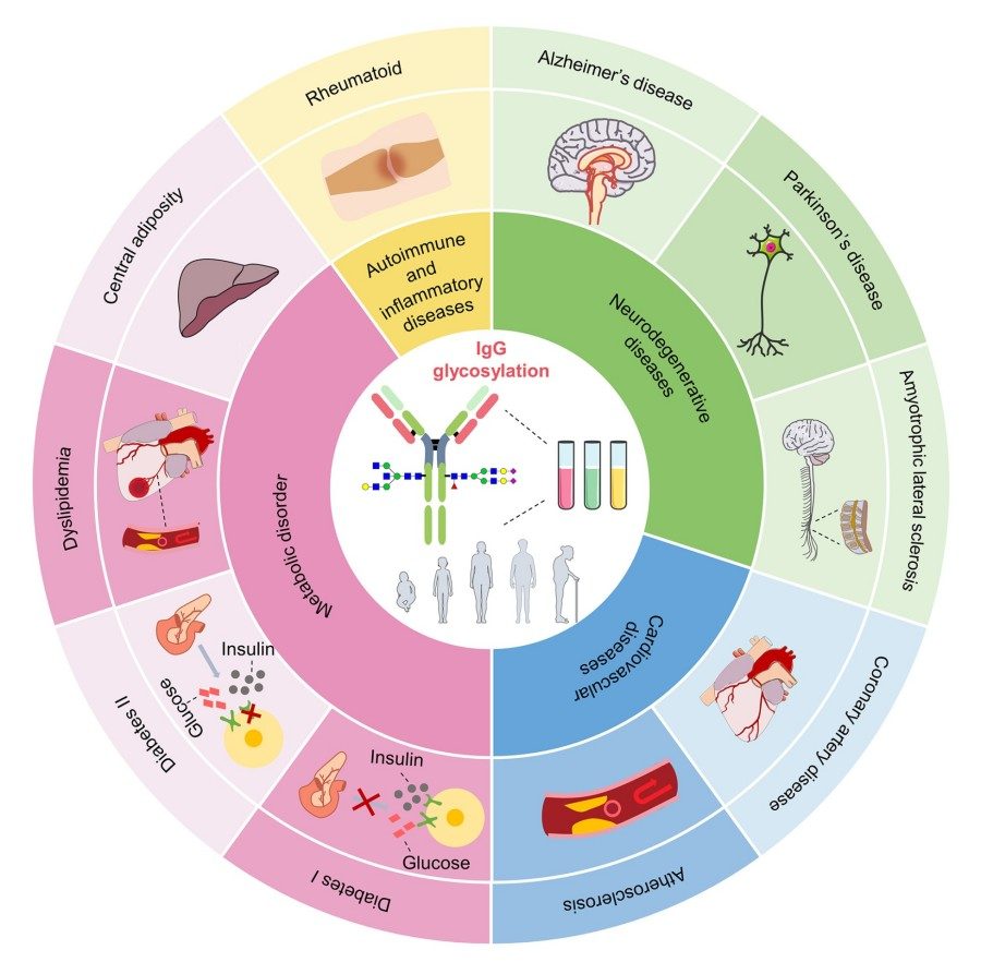 Fig.1 Diagram showing age-related changes in IgG glycan structures and their links to chronic diseases. (OA Literature)