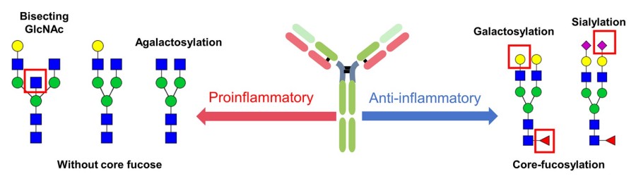 Fig.2 Illustration of how altered IgG glycosylation patterns enhance inflammation through complement and Fc receptor pathways. (OA Literature)