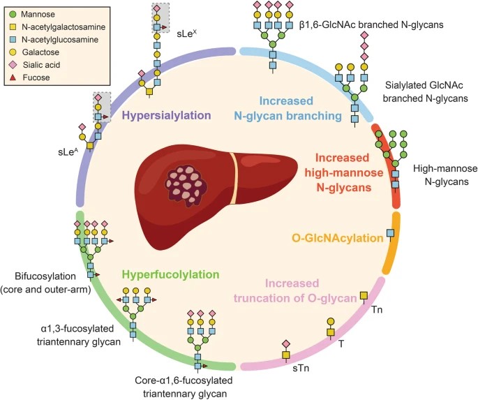 Fig.1 The changes of protein glycosylation found in HCC. (OA Literature)