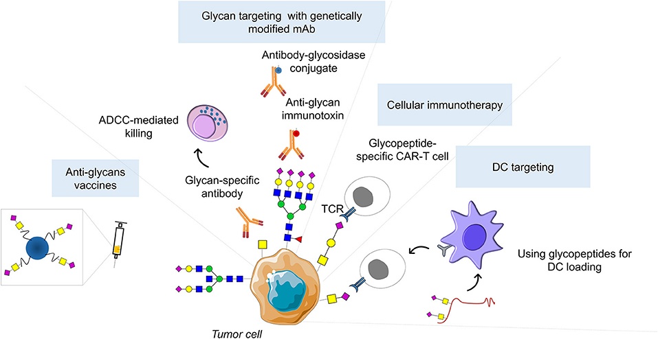 Fig.3 Glycosylation-targeted treatment strategies. (OA Literature)