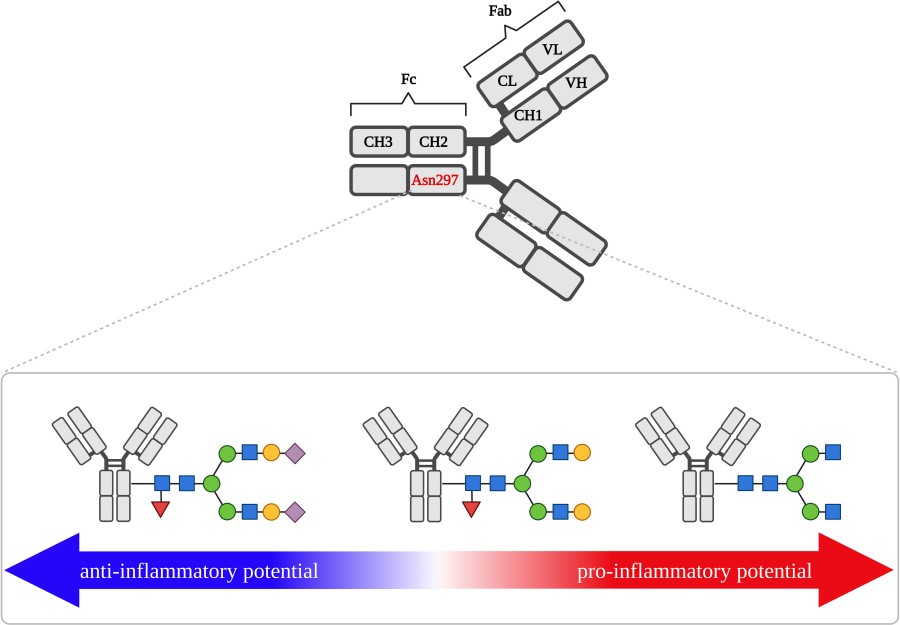 Fig.1 Diagram of IgG Fc region showing how N-glycan variants at Asn297 influence pro- and anti-inflammatory immune responses. (OA Literature)