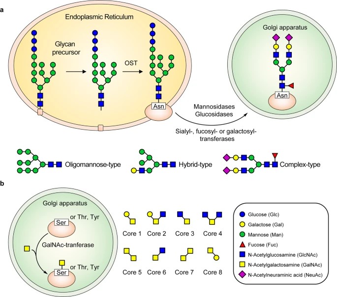 Fig.1 Diagram of N- and O-glycosylation pathways in SARS-CoV-2 spike protein. (OA Literature)