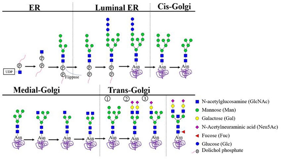 Fig.1 N-linked Glycans Biosynthesis. (OA Literature)