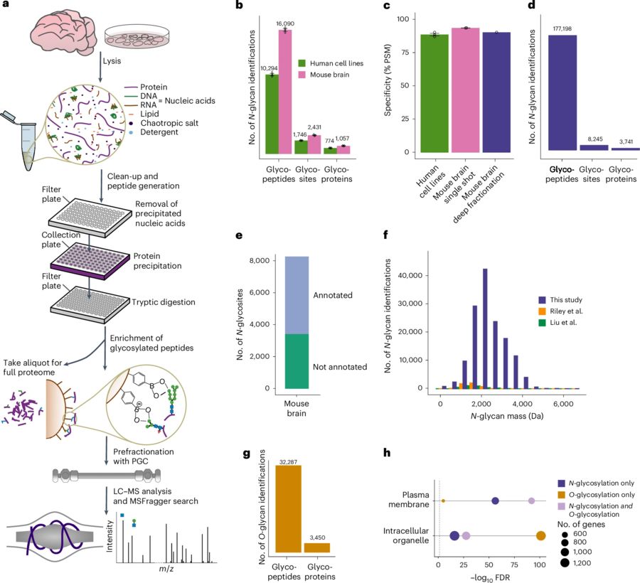 Fig.1 Schematic of the DQGlyco workflow used to achieve deep profiling of protein glycosylation in human cell lines and mouse brain tissues. (OA Literature)