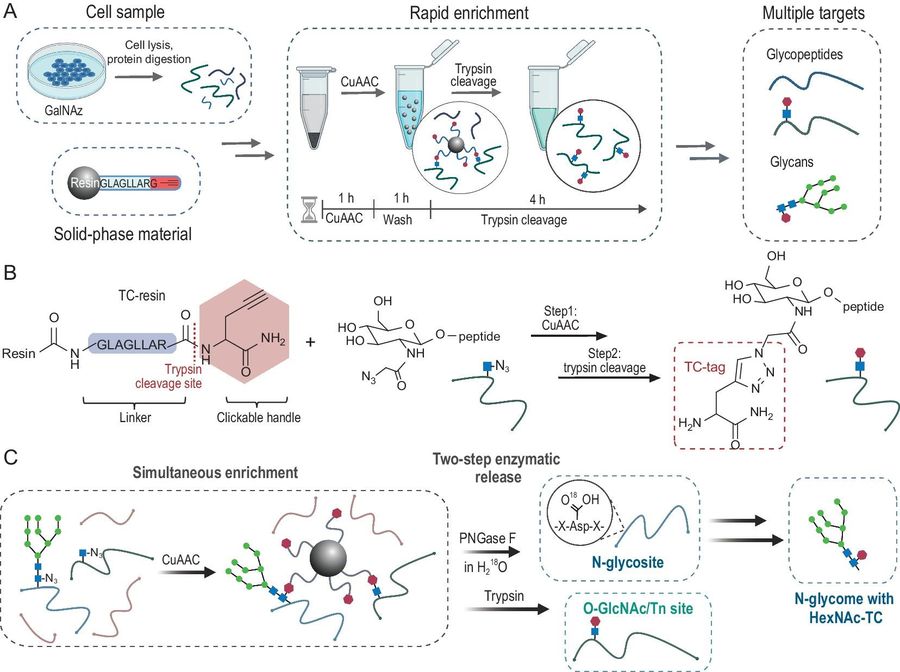 Fig.2 Diagram illustrating a large-scale enrichment strategy for HexNAc-containing glycopeptides and glycans using tandem chemical resin-based capture. (OA Literature)