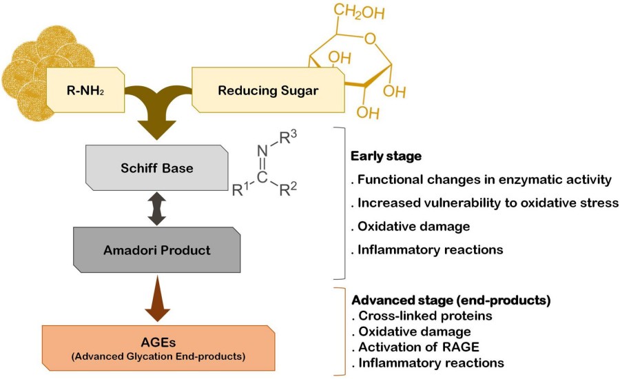 Fig.1 Protein Glycation and Its Role in AGE Accumulation. (OA Literature)