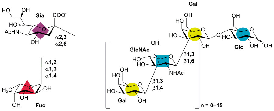 Fig.1 HMO structure basis.