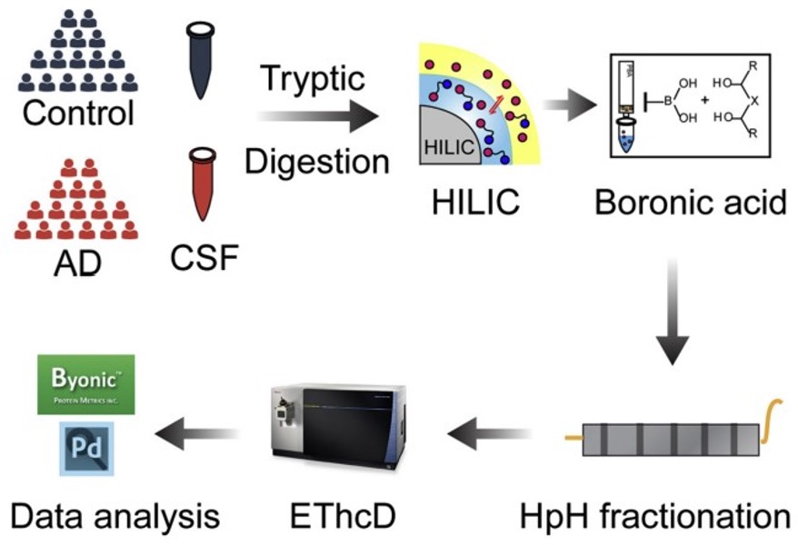 Fig.1 Screening targets for the study of Alzheimer's disease by N-glycoproteomics analysis. (Chen, et al., 2021)
