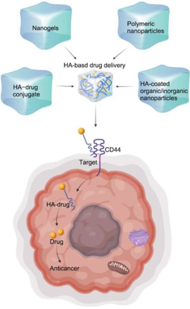 Fig.1 Hyaluronic acid-based drug delivery process. (Jin, et al., 2022)