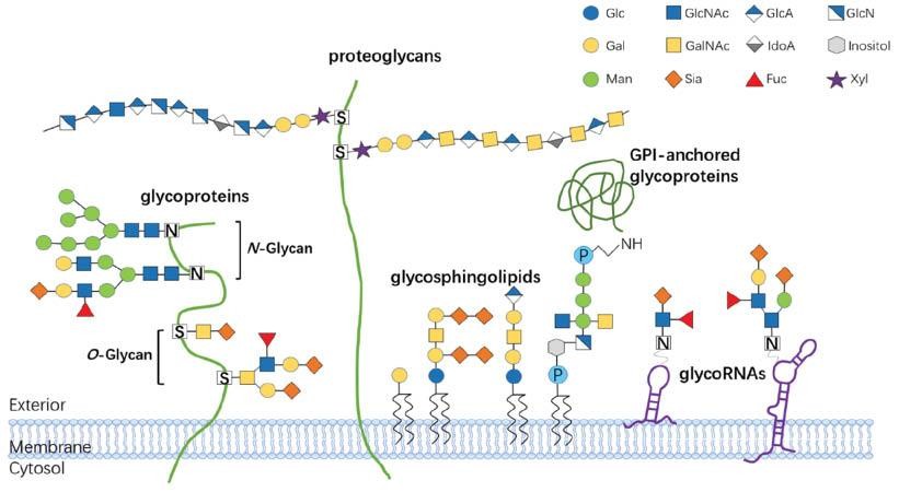 Fig.1 GlycoRNA and various glycoconjugates found on the cell membrane. (OA Literature)