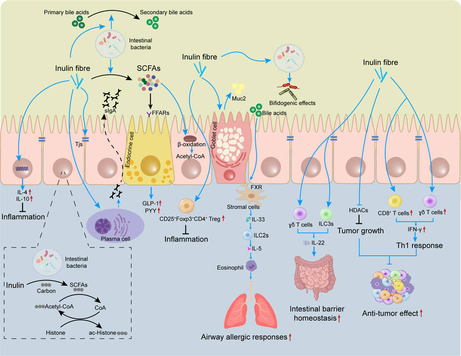 Fig.1 The effects of inulin on the mucosal immune system. (OA Literature)