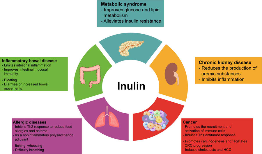Fig.2 The roles of inulin in disease. (OA Literature)