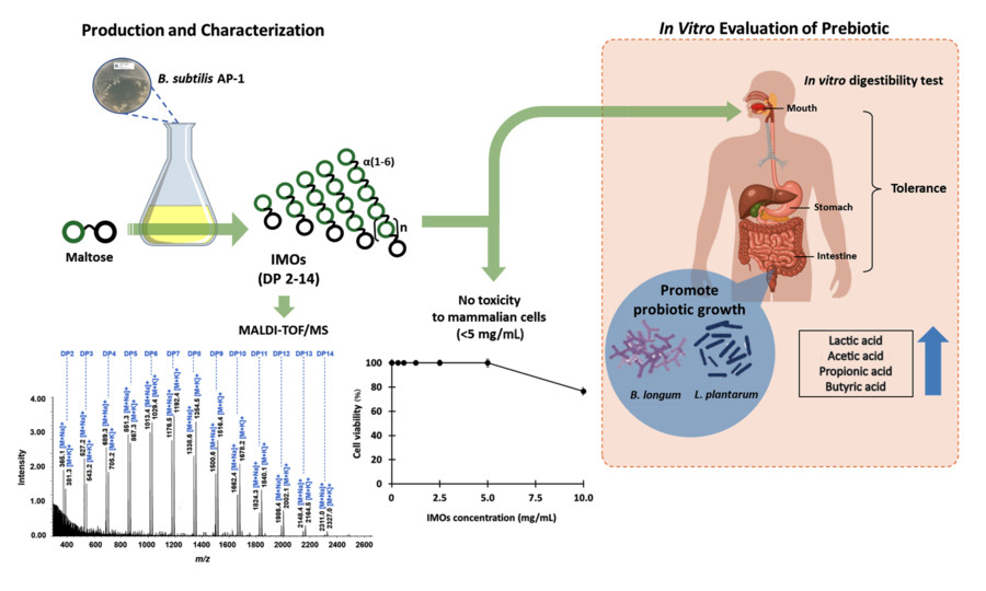 Fig.1 Biosynthesis and In Vitro Functional Assessment of Isomaltooligosaccharides (IMOs)