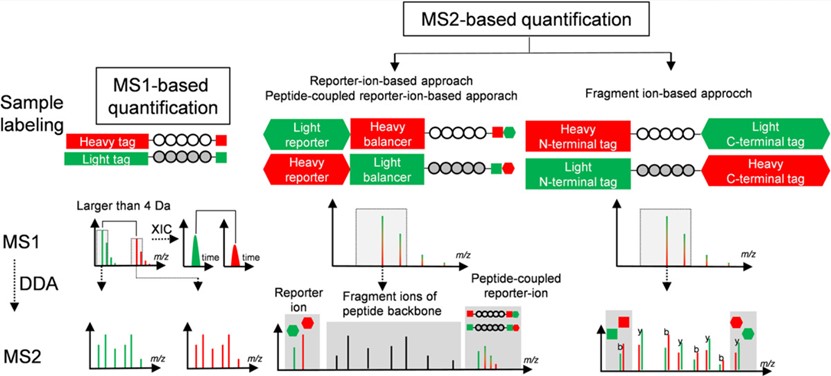 Fig.1 MS1 and MS2-based protein quantification workflow.