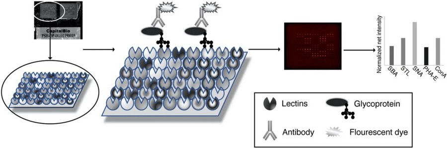 Fig.5 Lectin microarray.