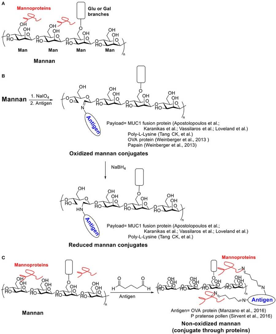 Fig.7 Mannan and oxidized & non-oxidized mannan conjugate structures.