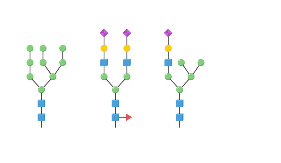 Glycan structure basis. (Creative Biolabs Authorized)
