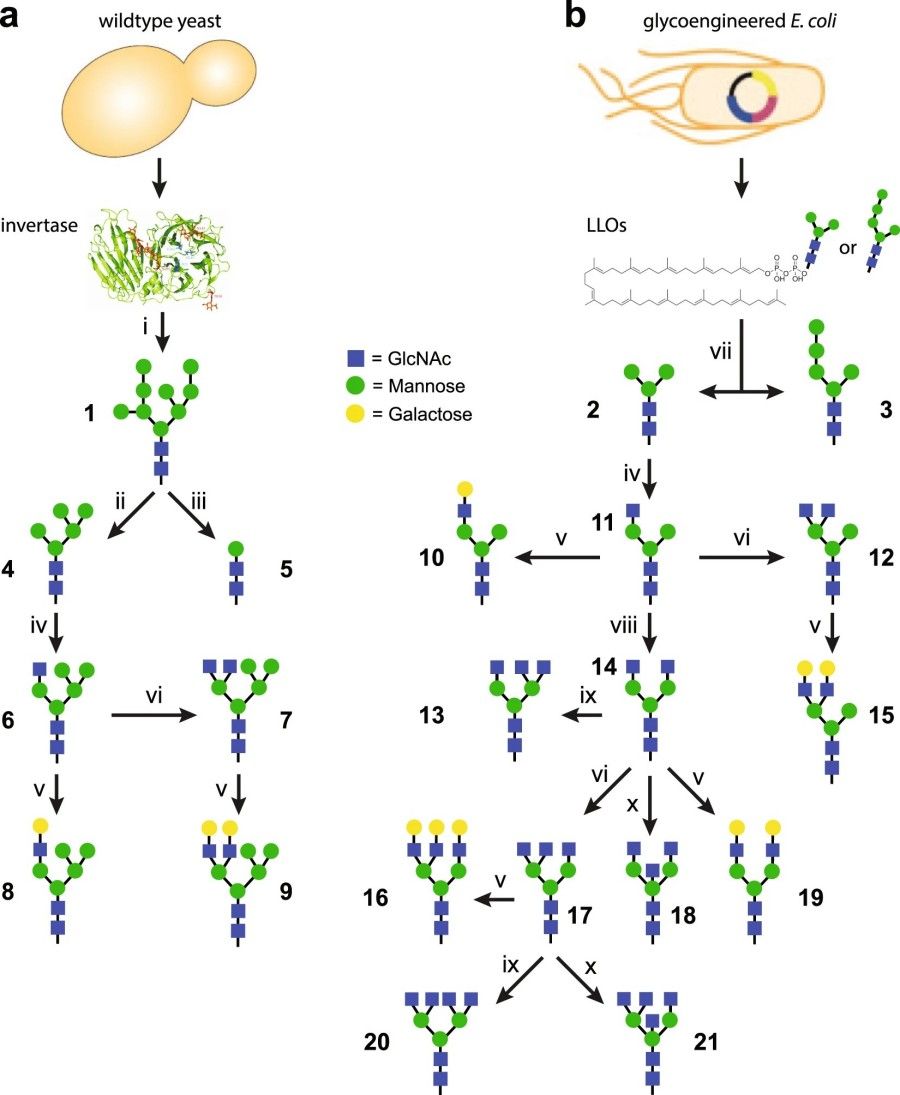 Fig.1 Strategies of glycan synthesis.
